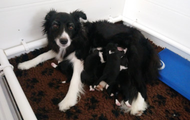 Pip with her puppies