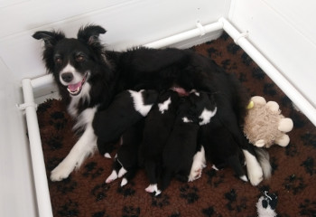 Pip with pups